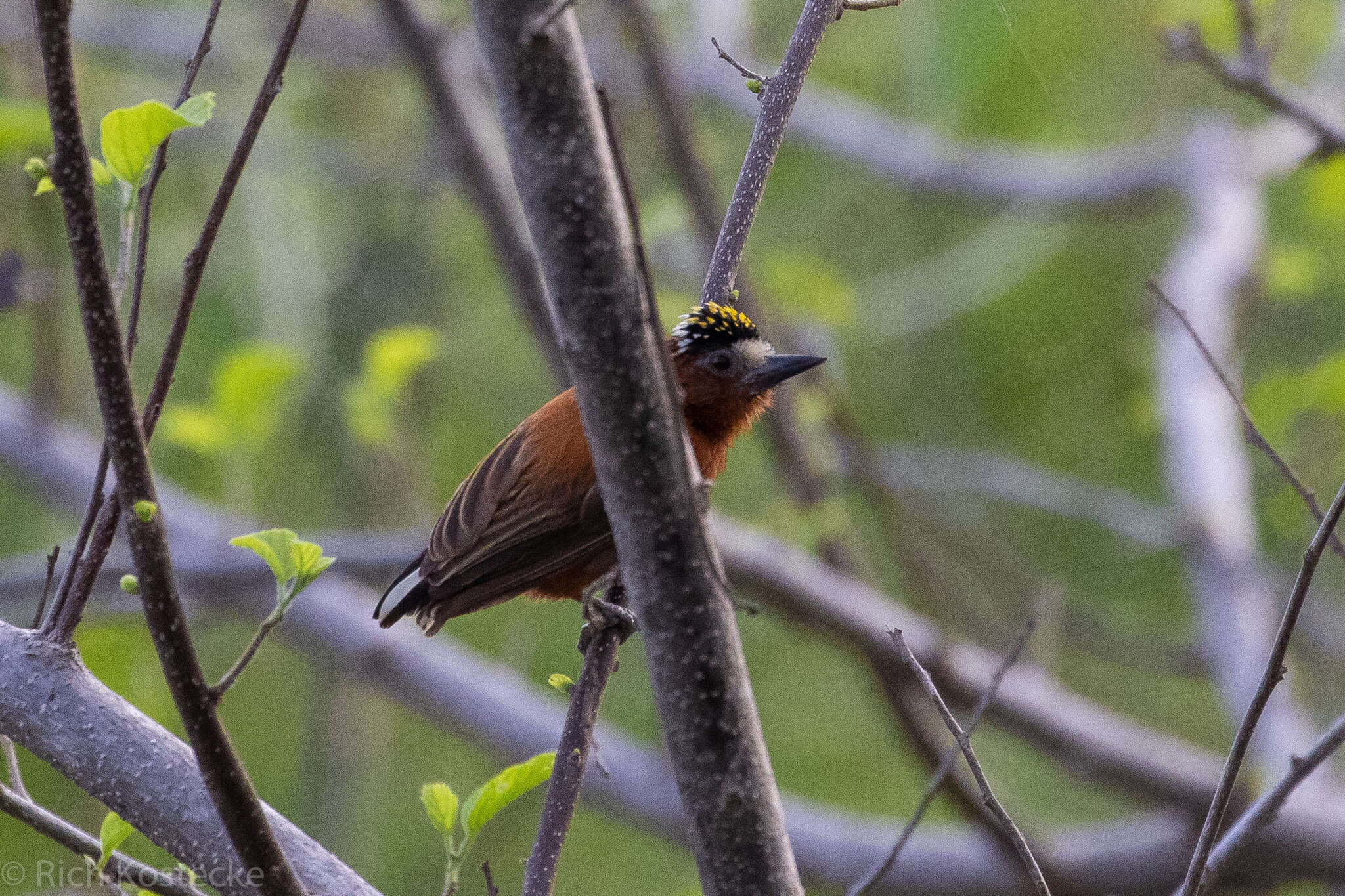 Image of Chestnut Piculet