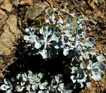 Image of Conejo buckwheat