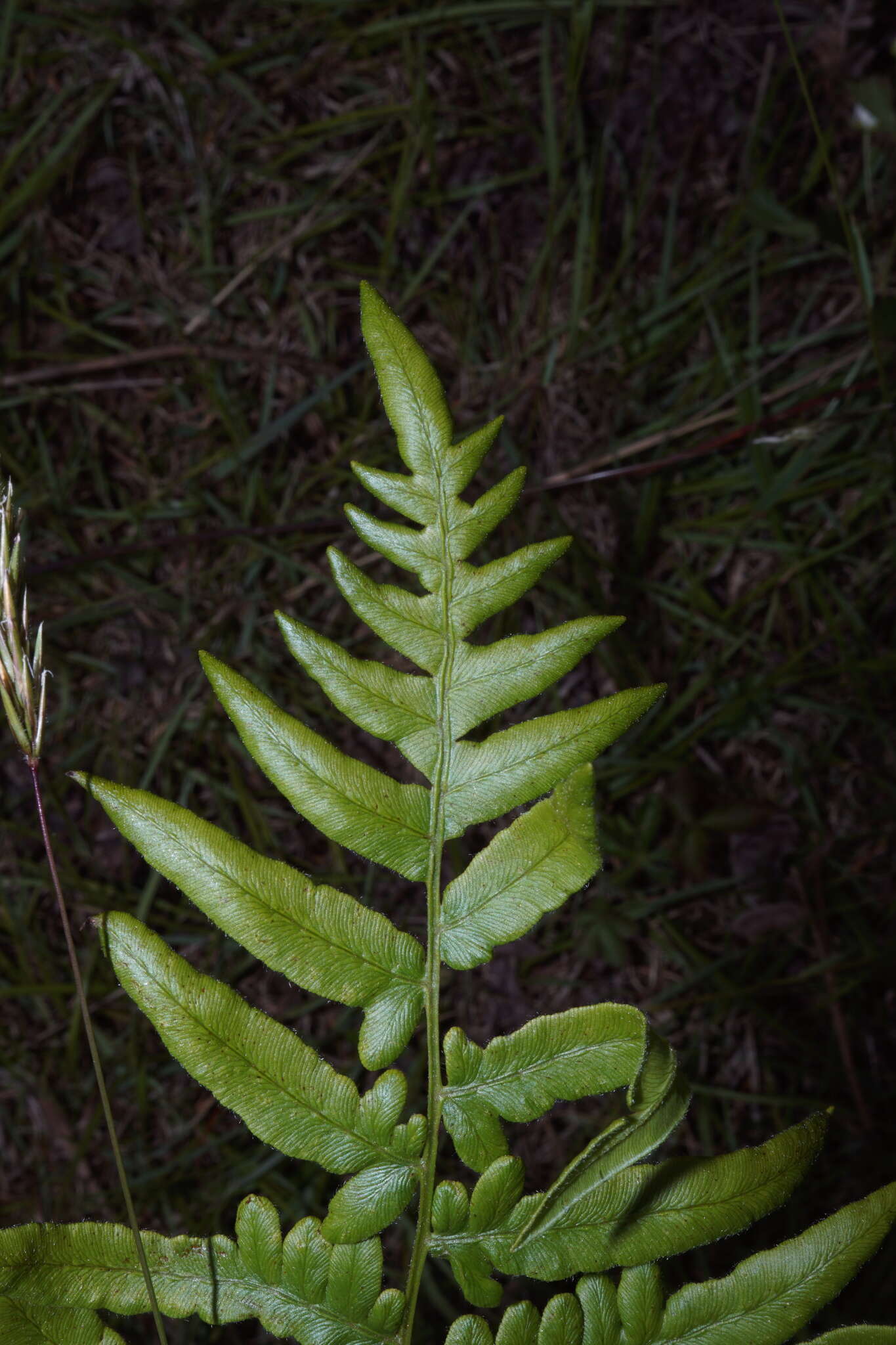 صورة Pteridium latiusculum (Desv.) Hieron. ex Fries