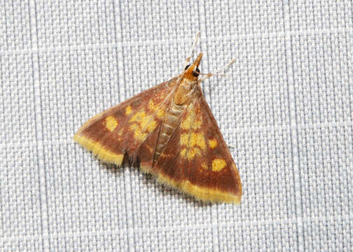 Image of Mint-loving Pyrausta