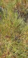 Image of broom wattle