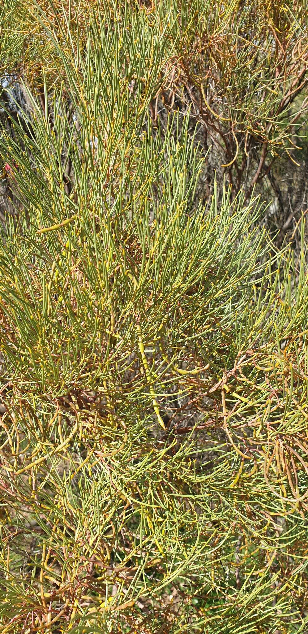 Image of broom wattle