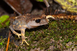 Image of Montane Litter Frog