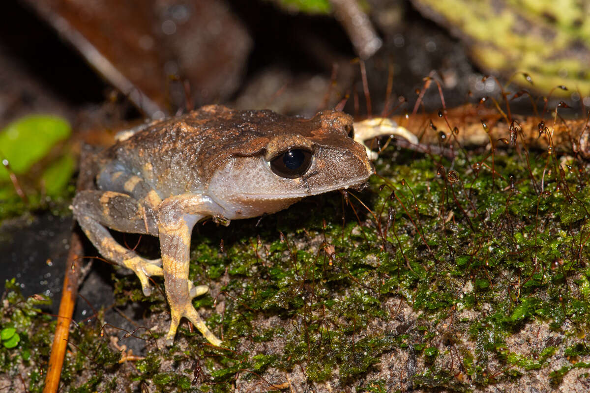 Image of Montane Litter Frog