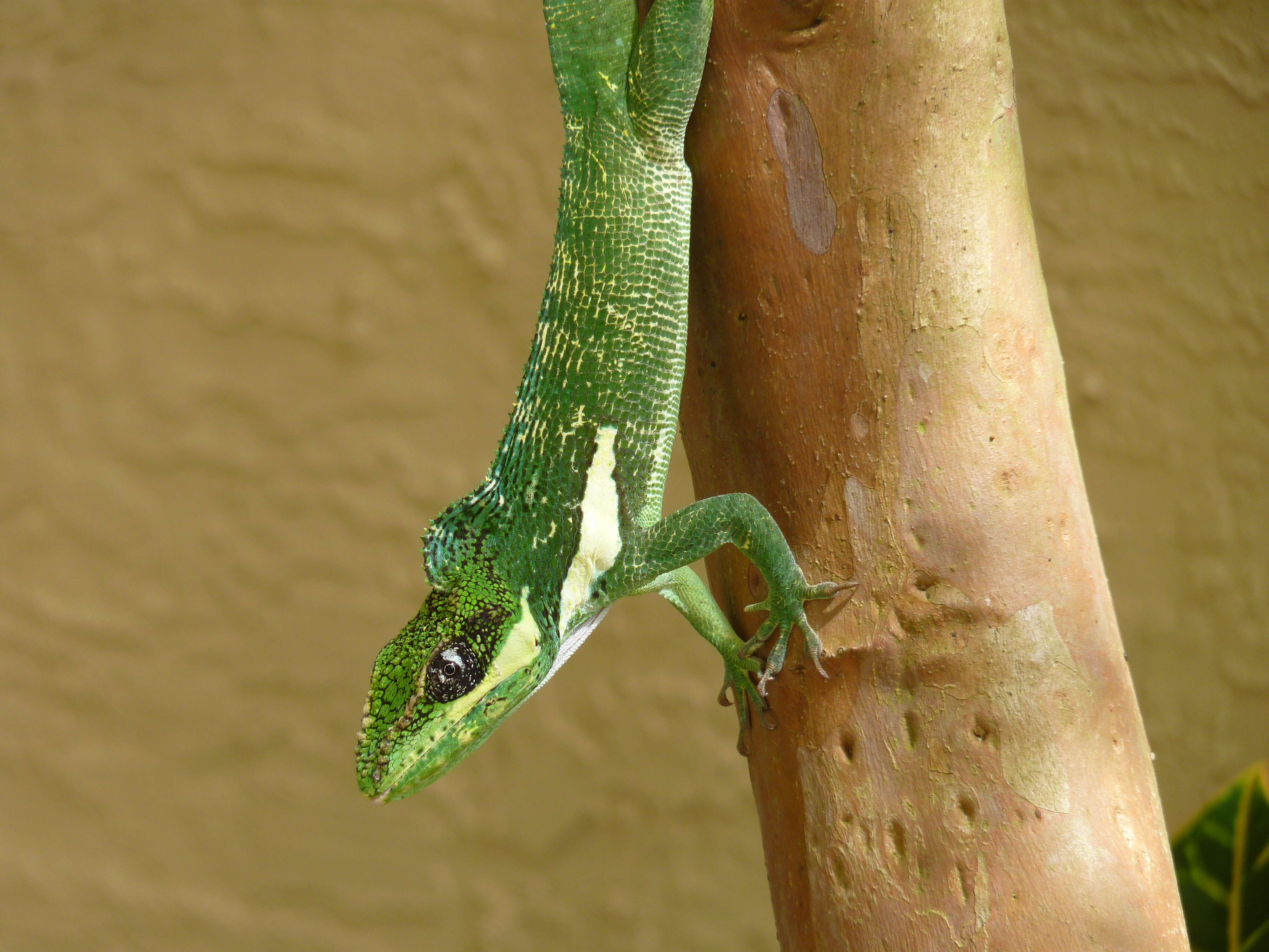 Image of Cuban Giant Anole