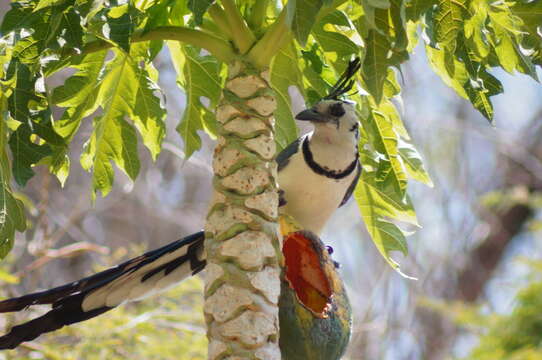 Image of Magpie-jay