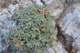 Image of Pseudoscabiosa saxatilis (Cav.) J. A. Devesa