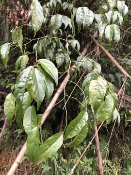 Image of Ventilago leiocarpa Benth.