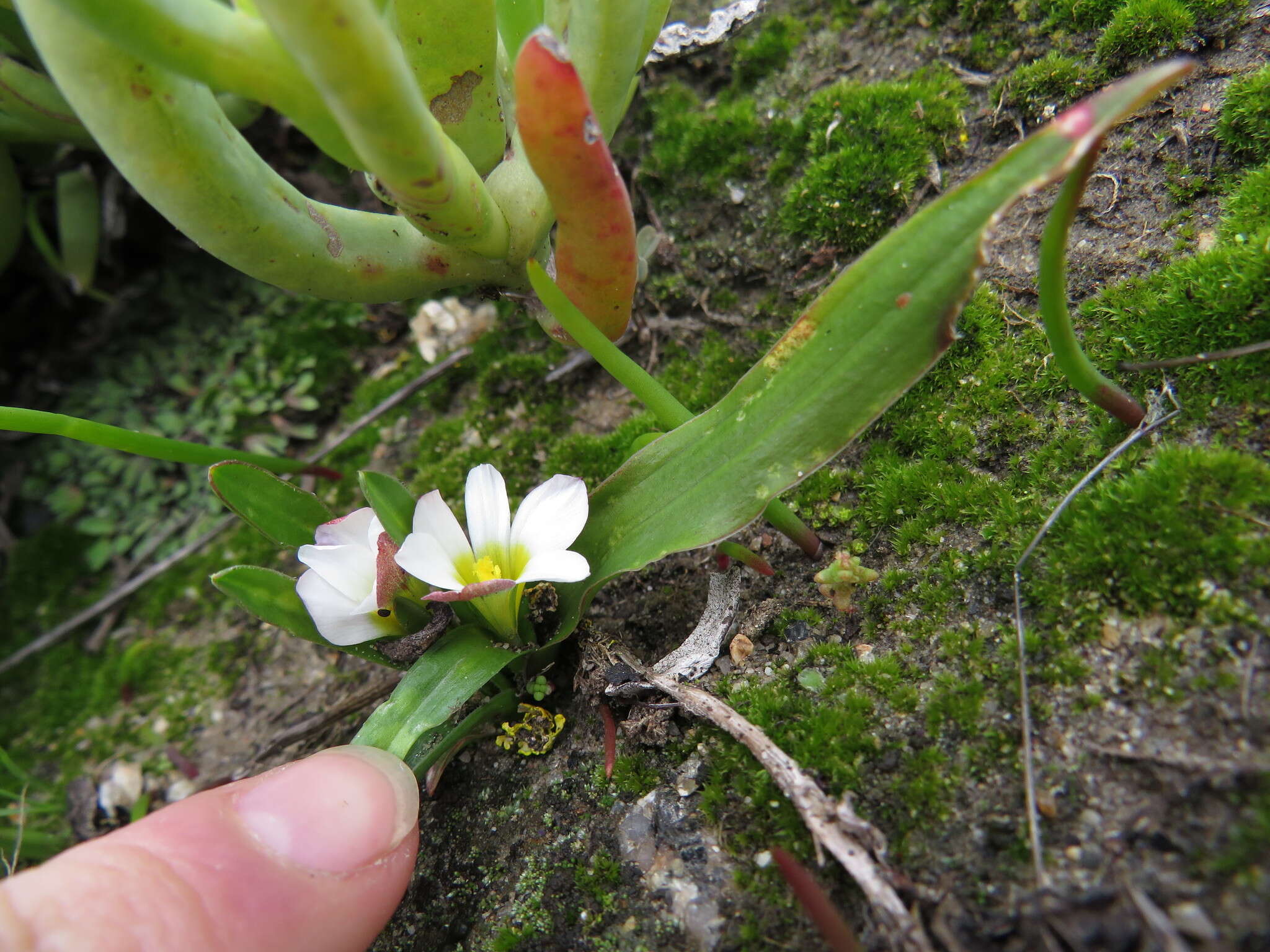 Image of Moraea albiflora (G. J. Lewis) Goldblatt