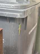 Image of gold dust day gecko