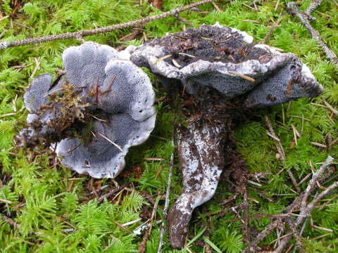 Image of Hydnellum cyanopodium K. A. Harrison 1964