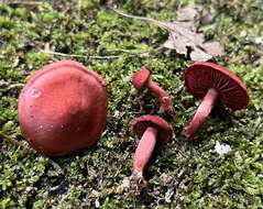 Cortinarius marylandensis (Ammirati) Ammirati, Niskanen & Liimat. 2013的圖片