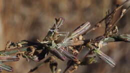 صورة Stephanomeria virgata subsp. pleurocarpa (Greene) Gottlieb