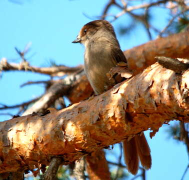 Image of Siberian Jay