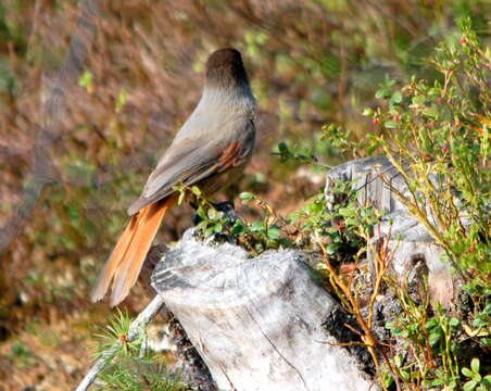 Image of Siberian Jay