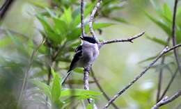 Image of Flycatcher-shrike