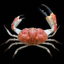 Image of Tasmanian giant crab