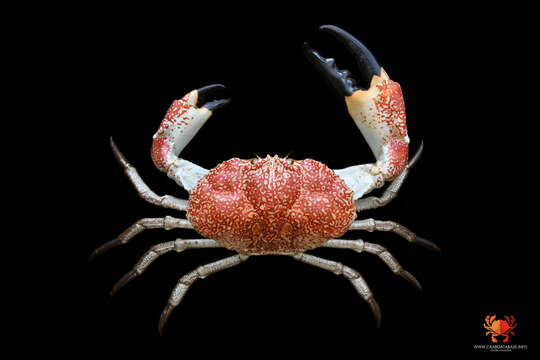 Image of Pseudocarcinus H. Milne Edwards 1834