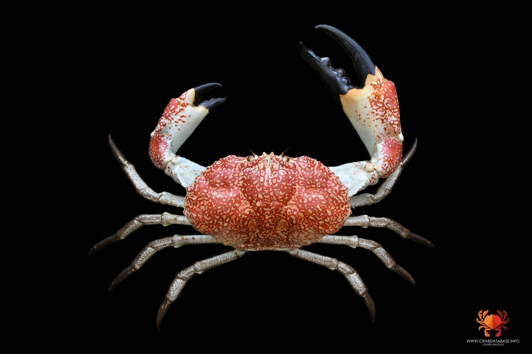 Imagem de Pseudocarcinus H. Milne Edwards 1834