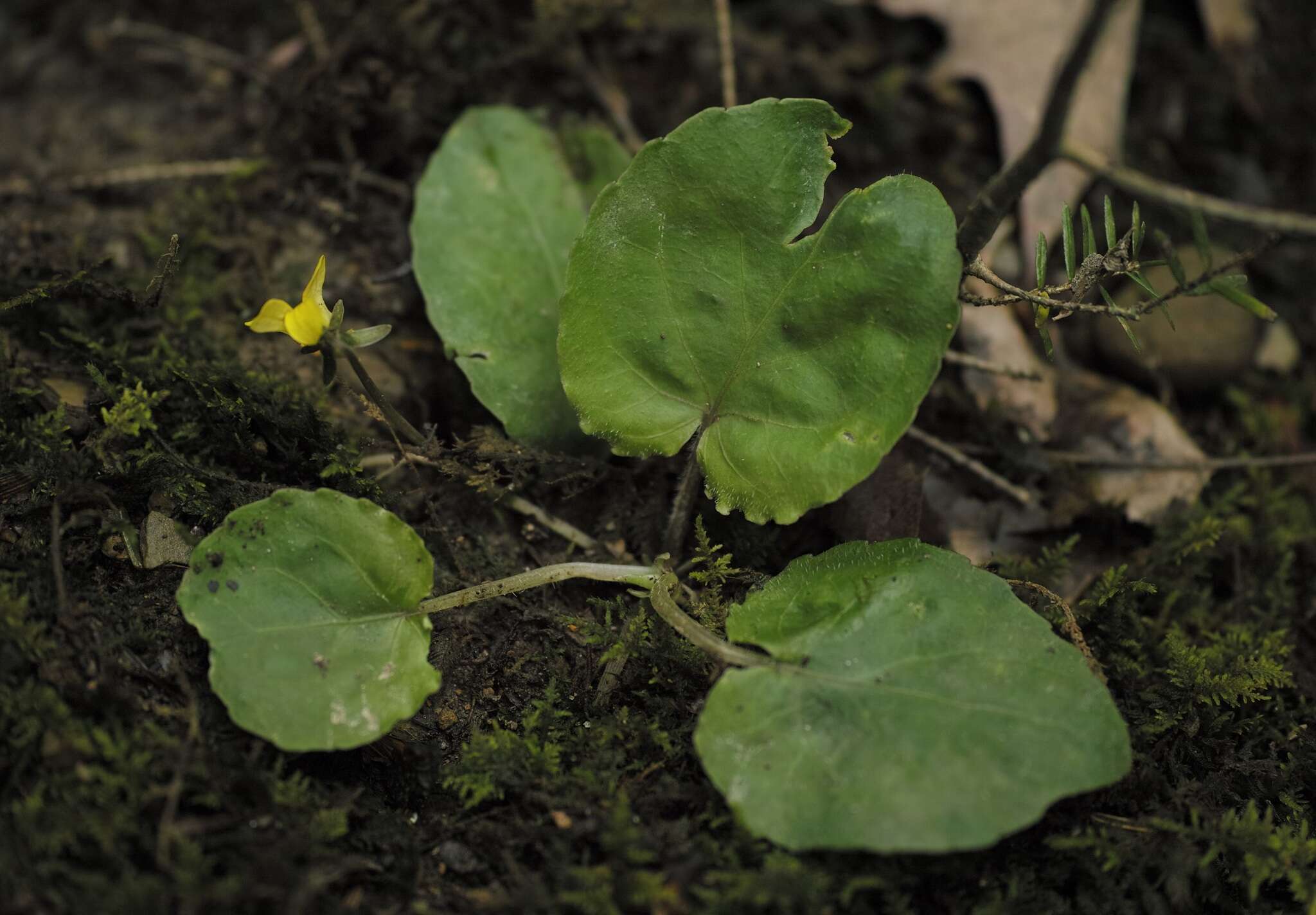 Image of roundleaf yellow violet