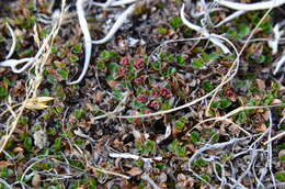 Image of Round-Leaf Willow