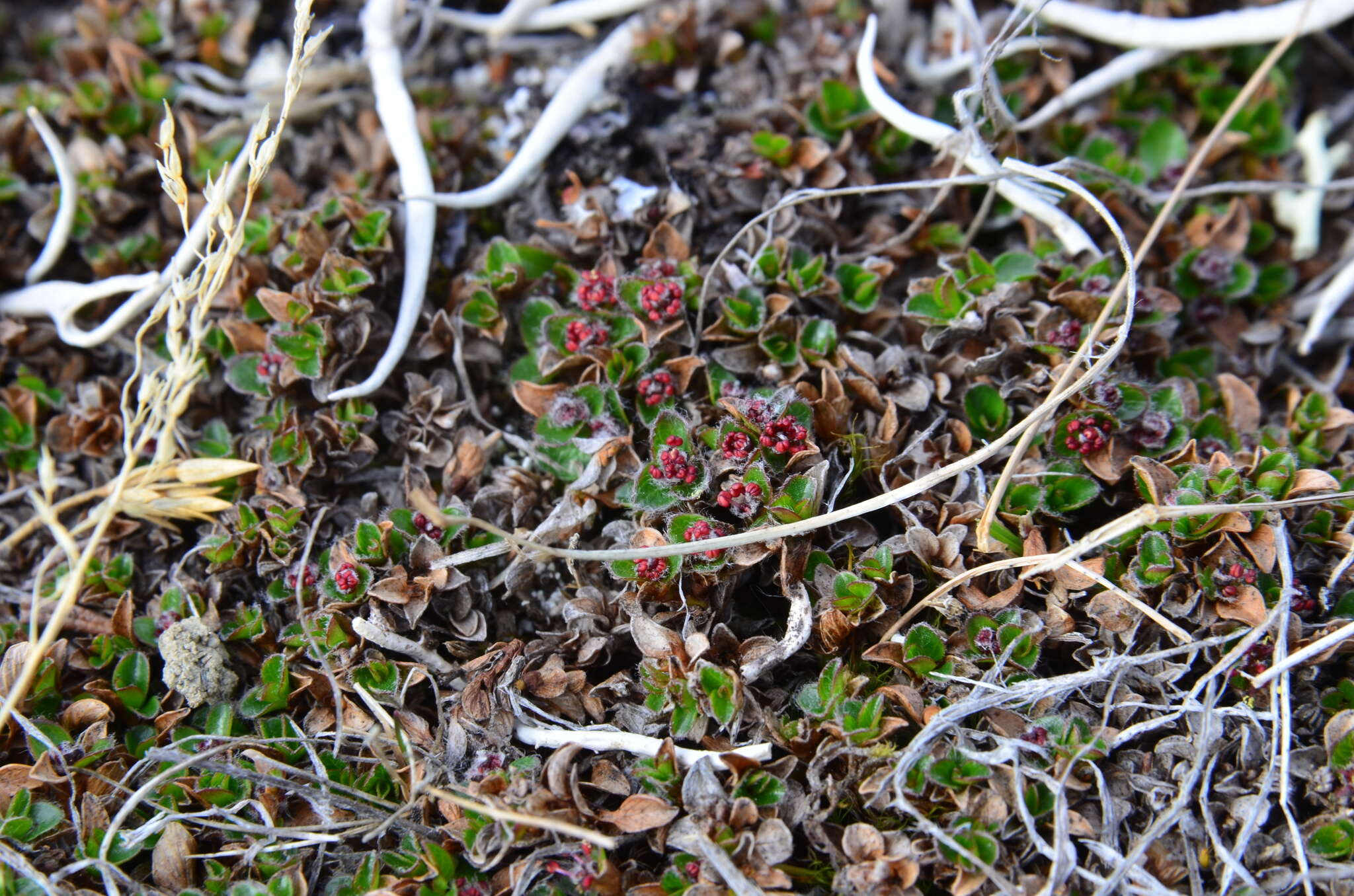 Sivun Salix rotundifolia Trautv. kuva