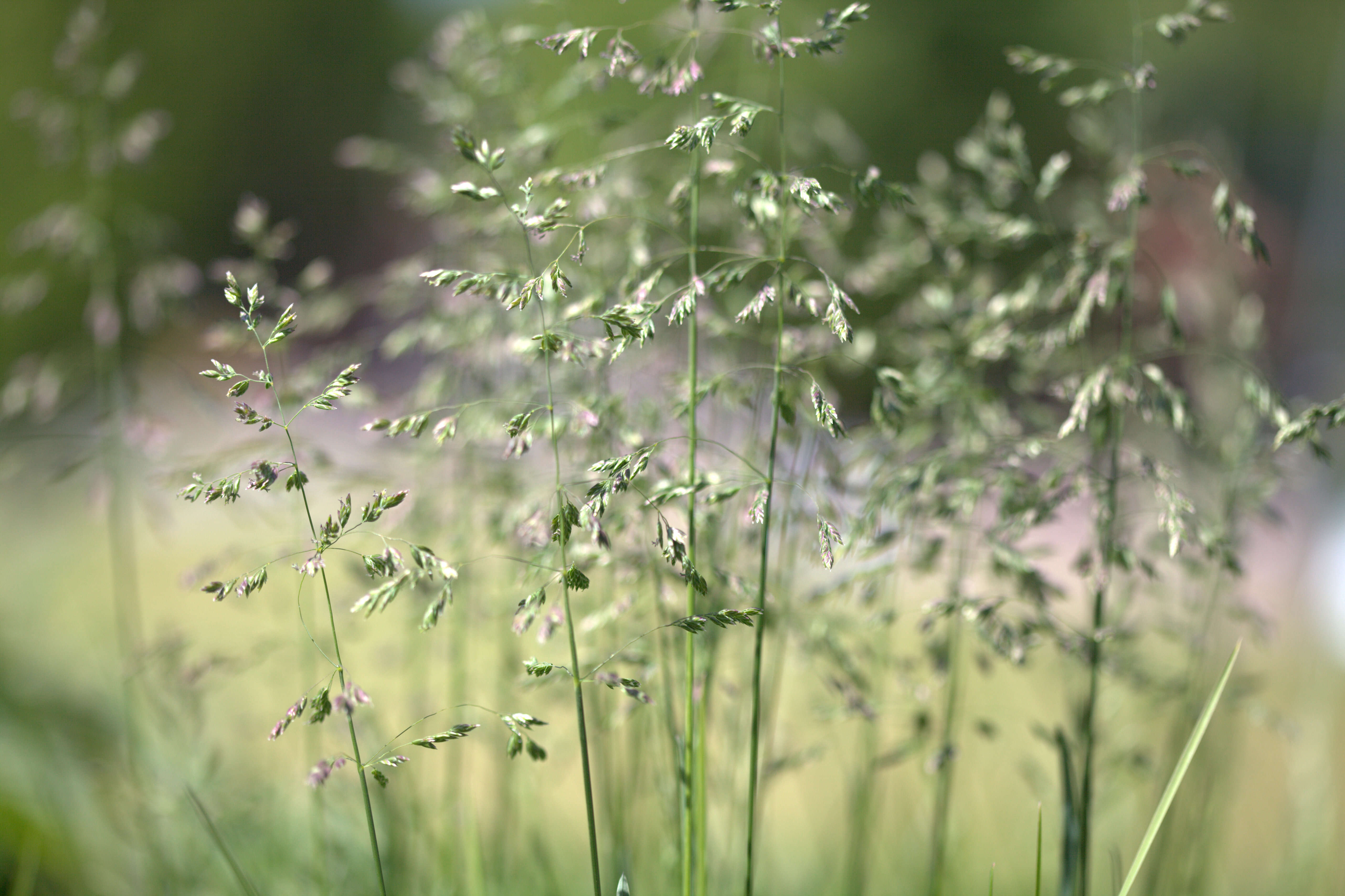 Слика од Poa pratensis L.