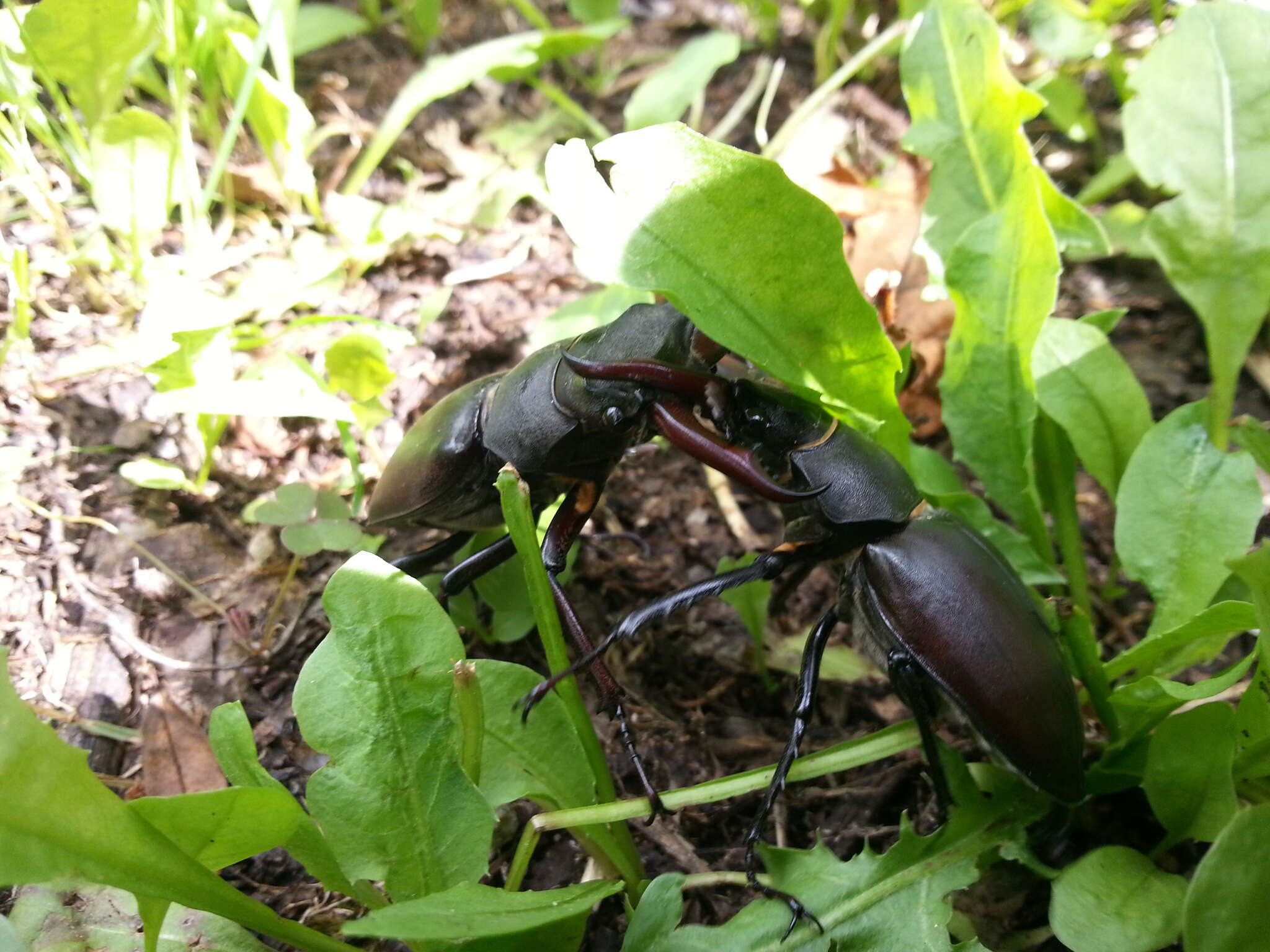 Image of Stag beetle