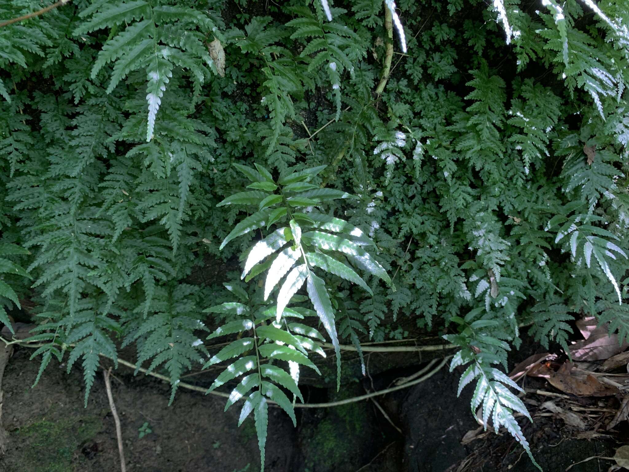 Plancia ëd Bolbitis angustipinna (Hayata) Itô