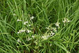 Silene nutans subsp. nutans resmi