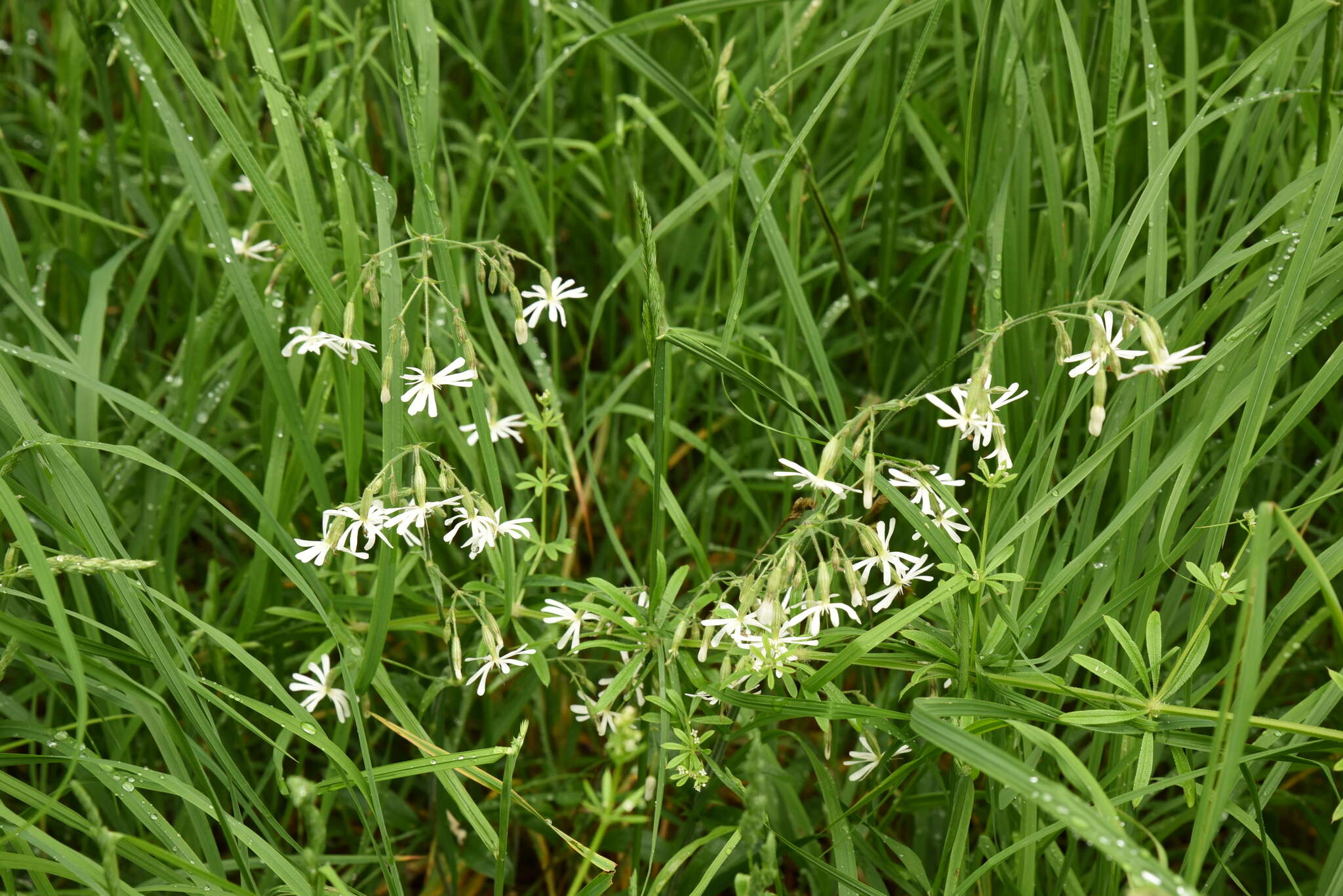 Silene nutans subsp. nutans的圖片