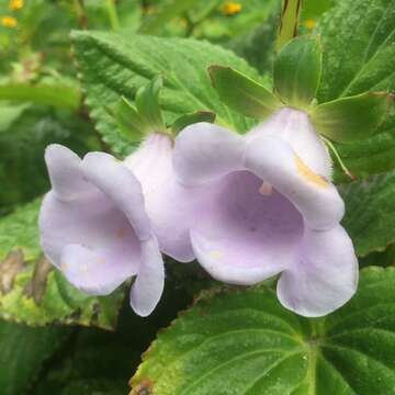 Image of gloxinia