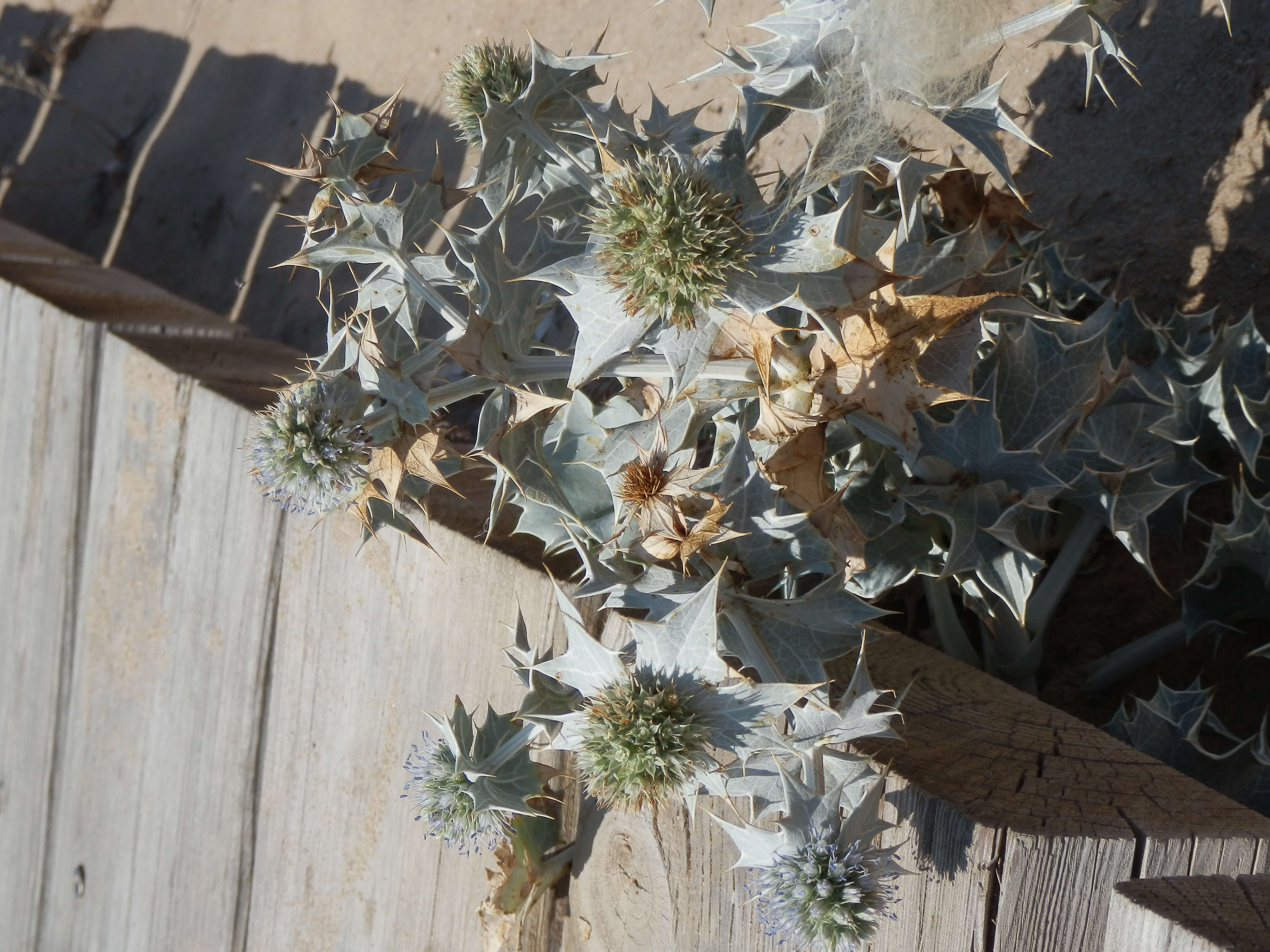 Image of sea-holly