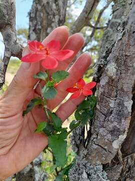 Hibiscus praeteritus R. A. Dyer的圖片