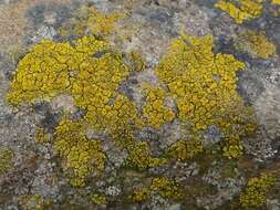 Image of eggyolk lichen