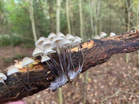 Mycena arcangeliana Bres. 1904 resmi