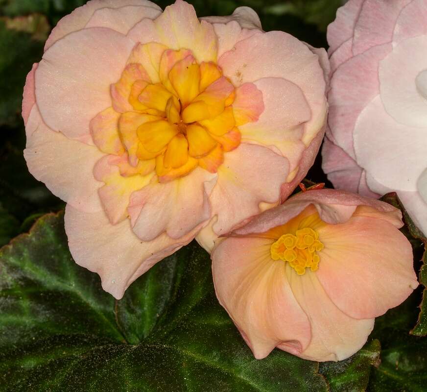 Image of Begonia tuberhybrida Voss