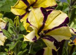 Image of petunia