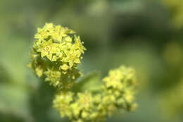 Image of Lady's Mantle