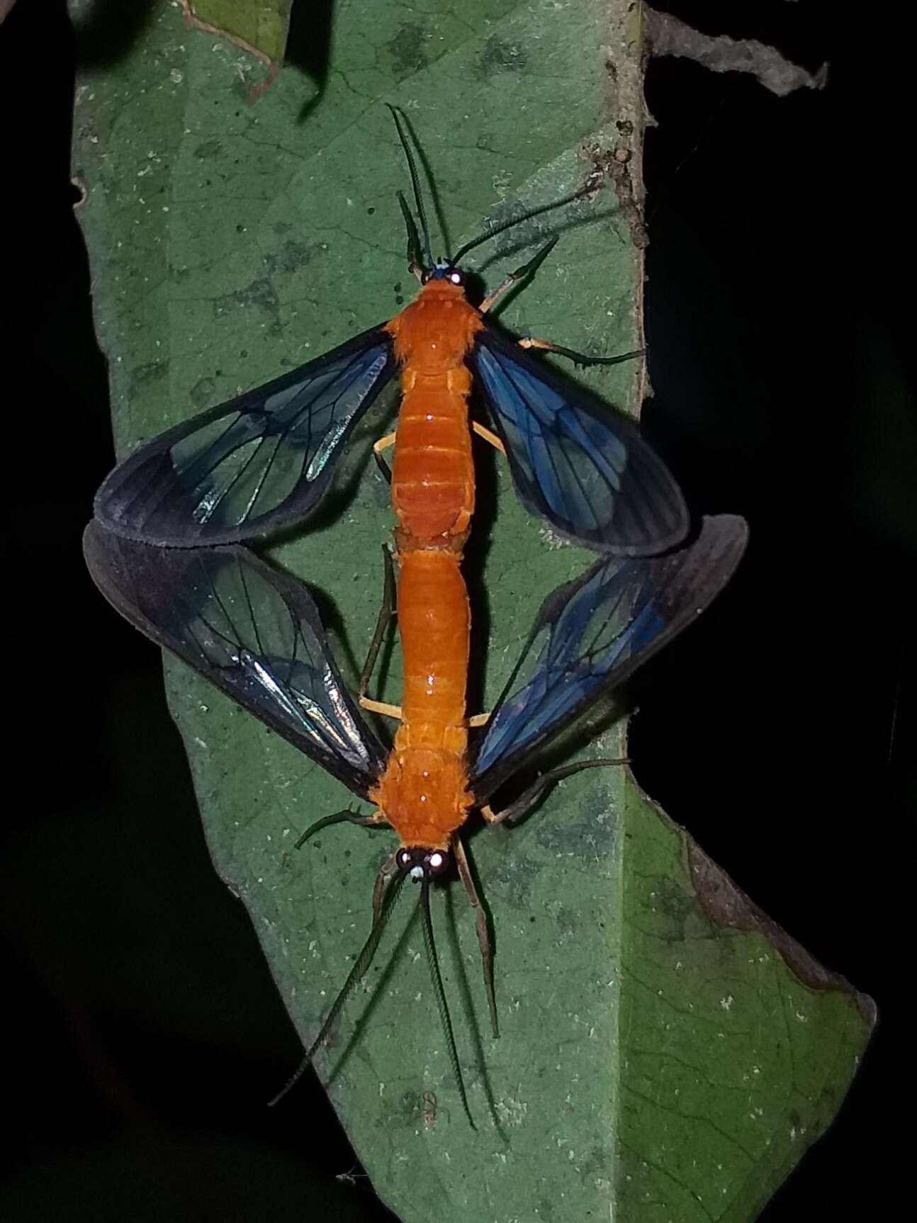 Image of Cosmosoma batesii Butler 1876