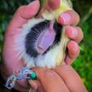 Image of Saipan Reed Warbler