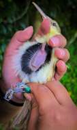 Image of Saipan Reed Warbler