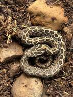 Image of Mexican Lancehead Rattlesnake