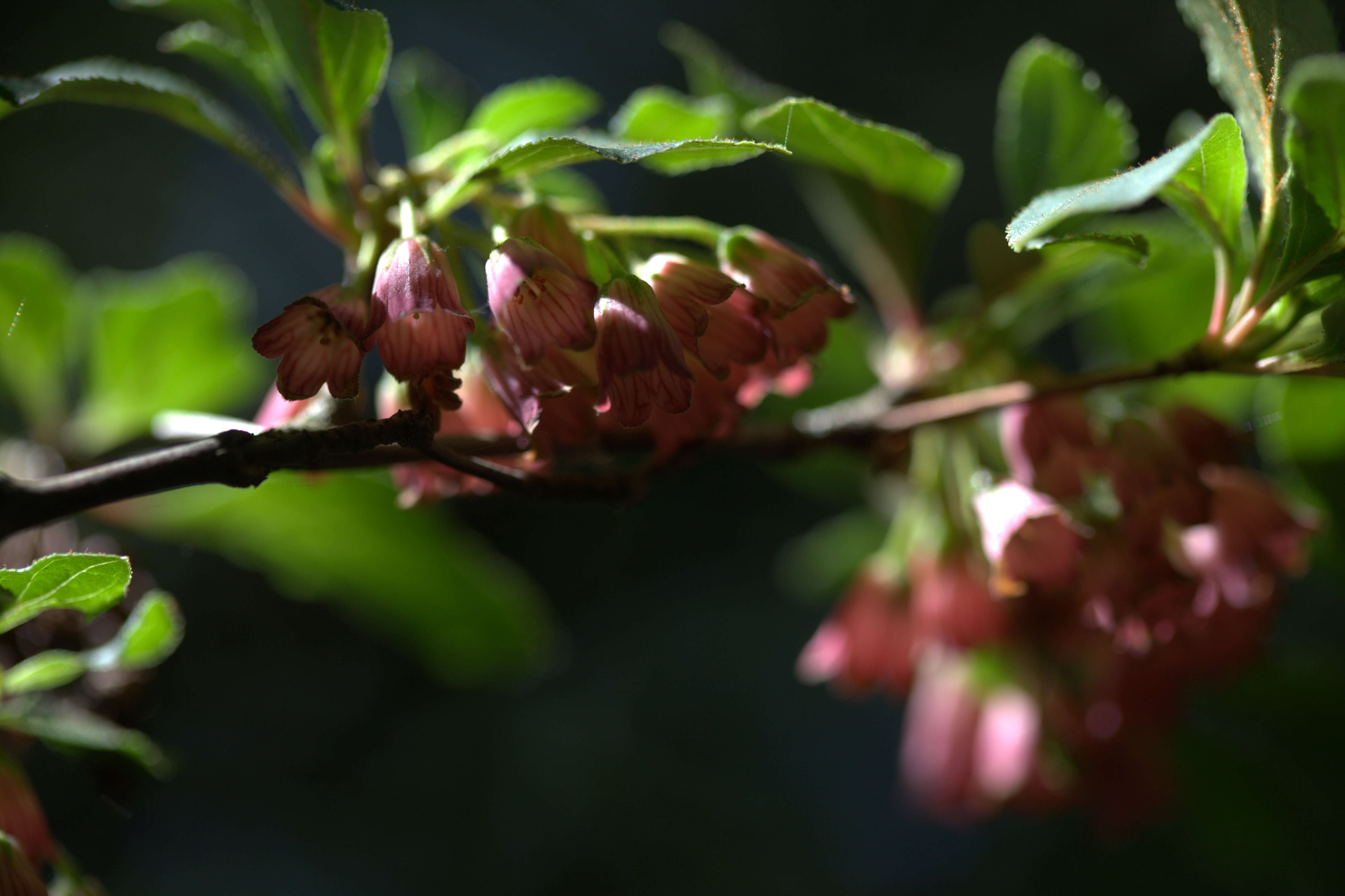 Image of Redvein Enkianthus