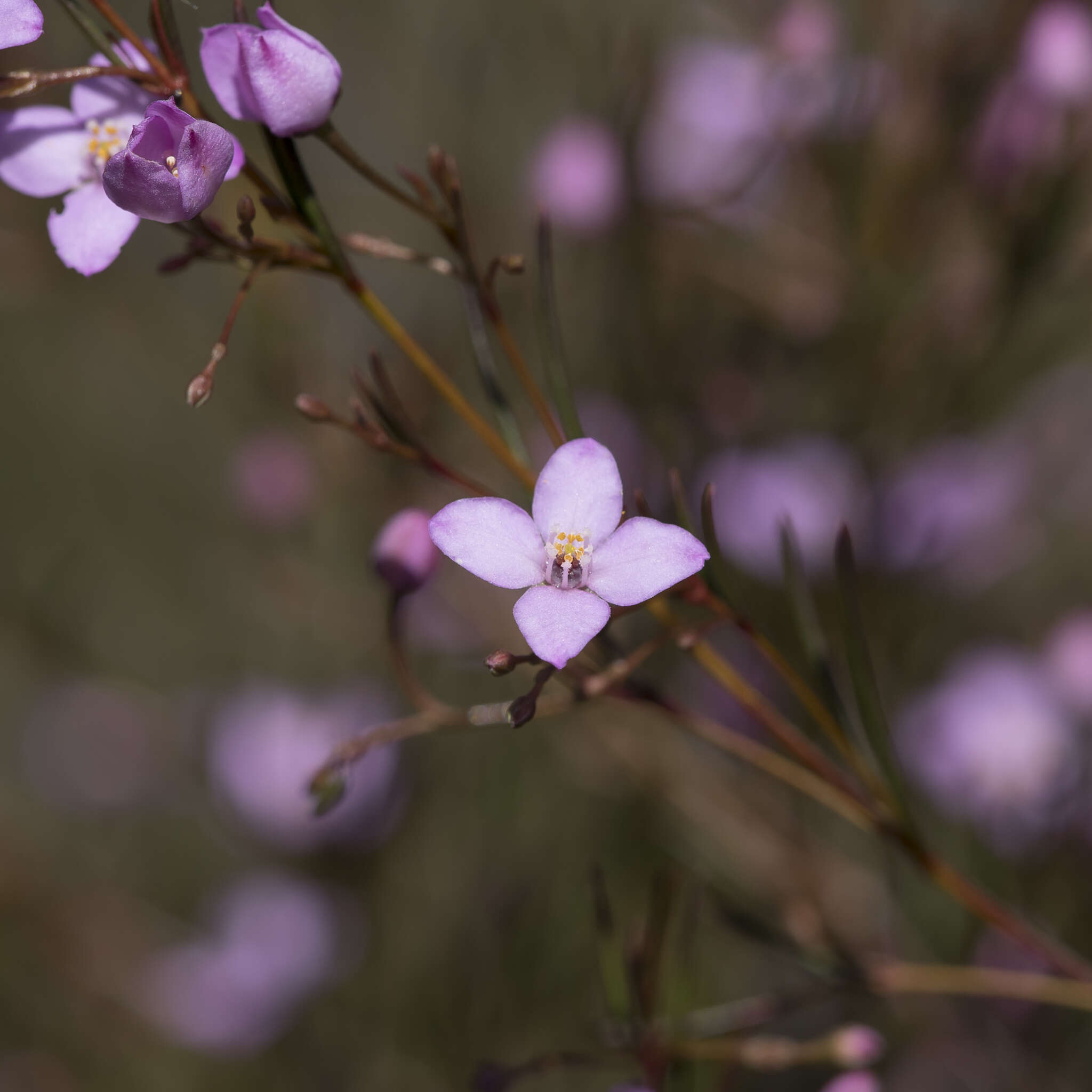 Image of Boronia filifolia F. Müll.