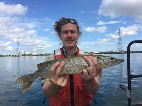 Image of Northern pike