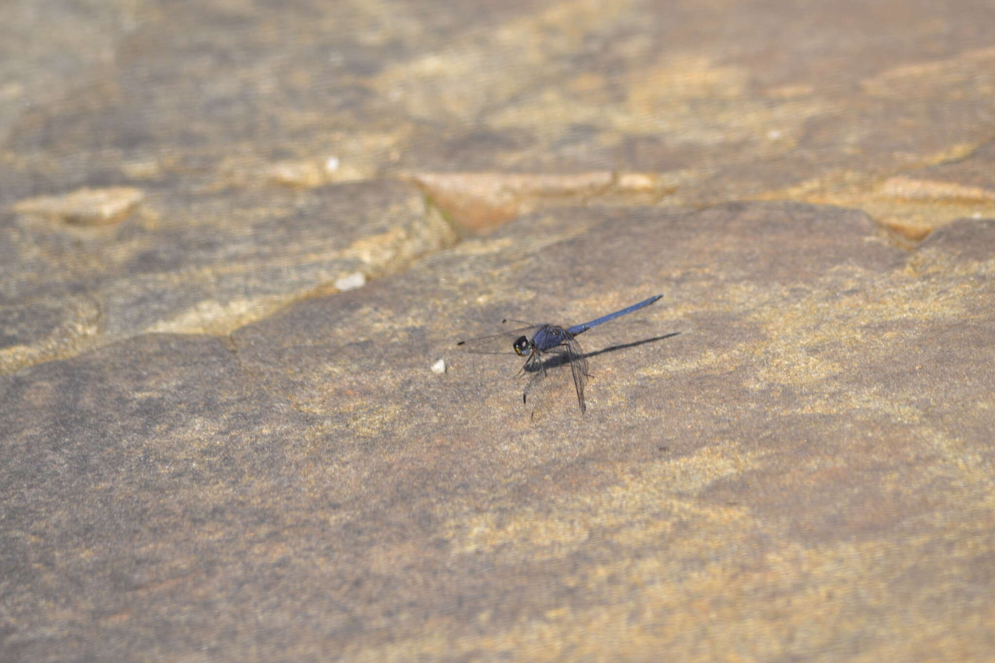 Image of Dark Dropwing