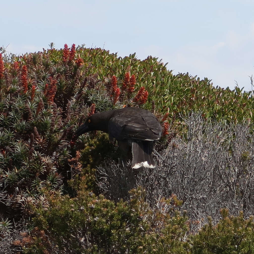 Image of Black Currawong