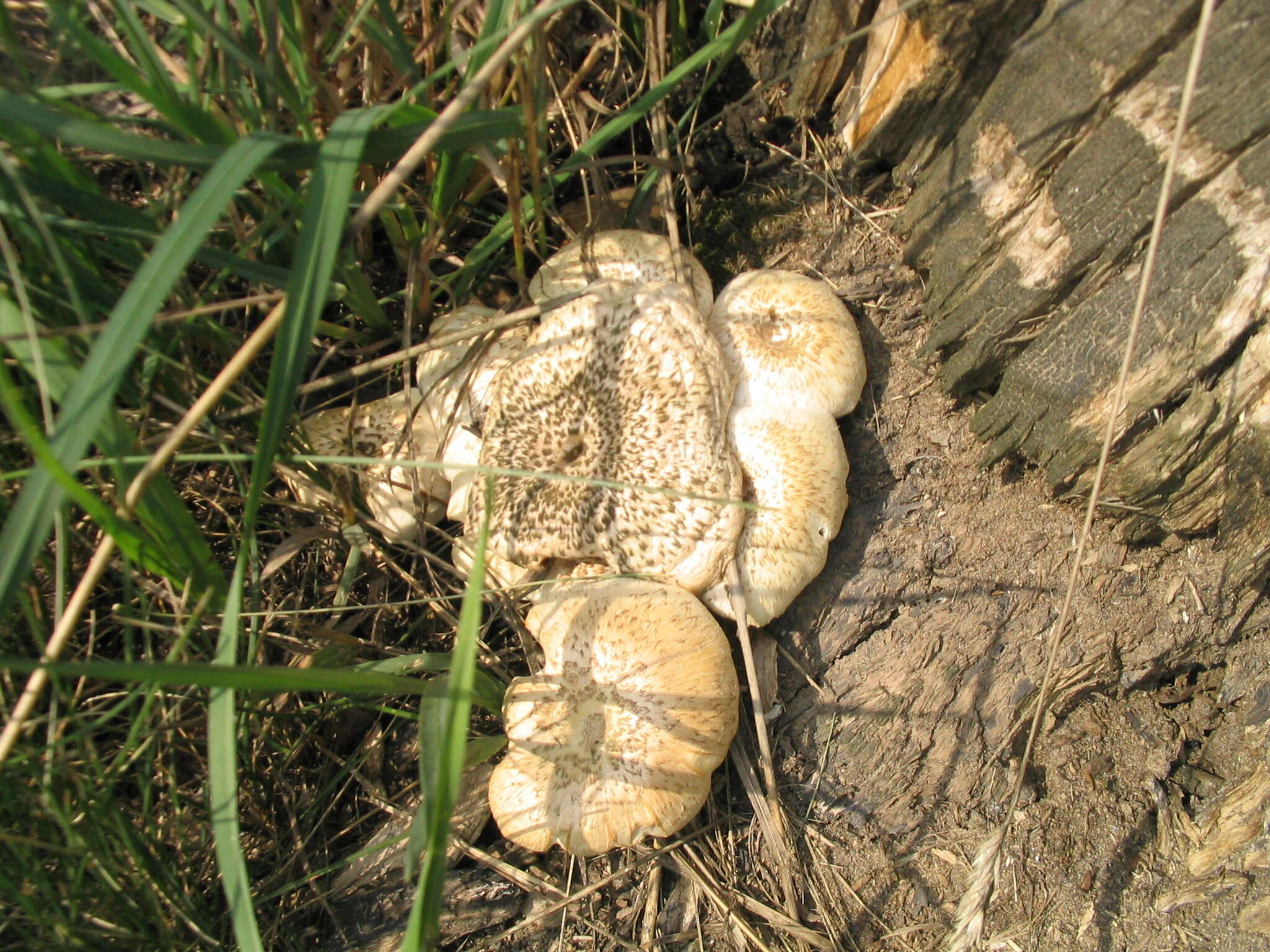 Image of Tiger sawgill