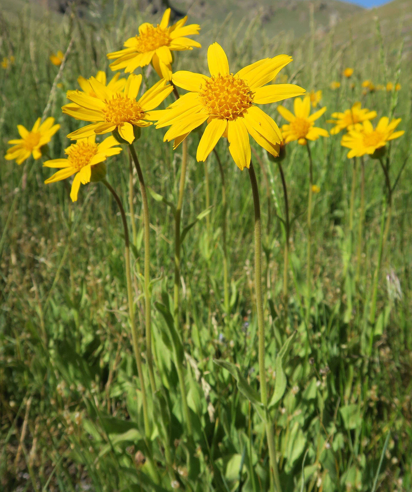 Image de Arnica sororia Greene